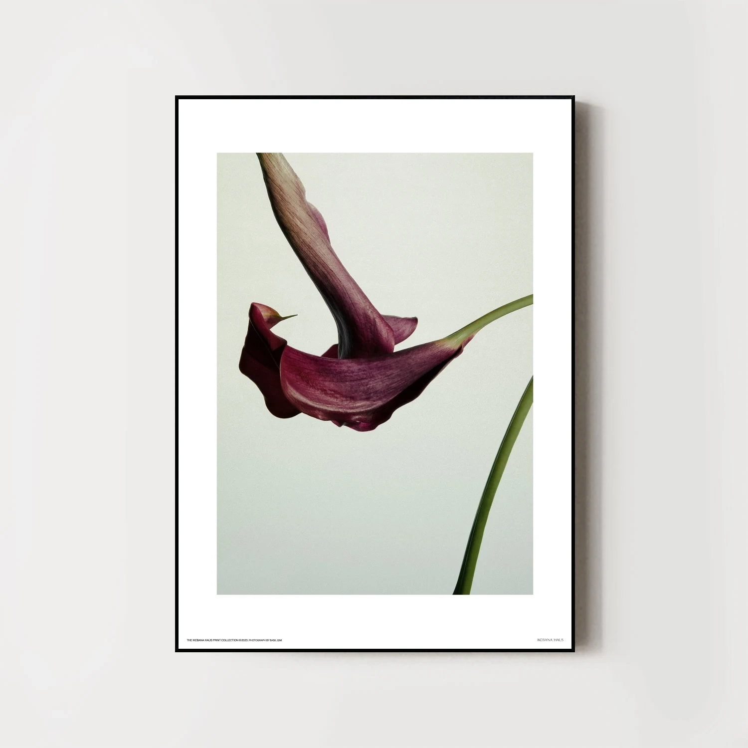 Calla Lily